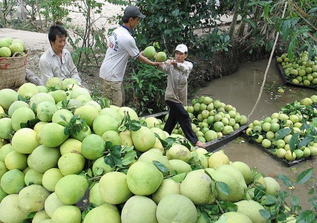 Le pamplemousse vietnamien pénètre dans le marché américain